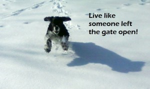 live like someone left the gate open