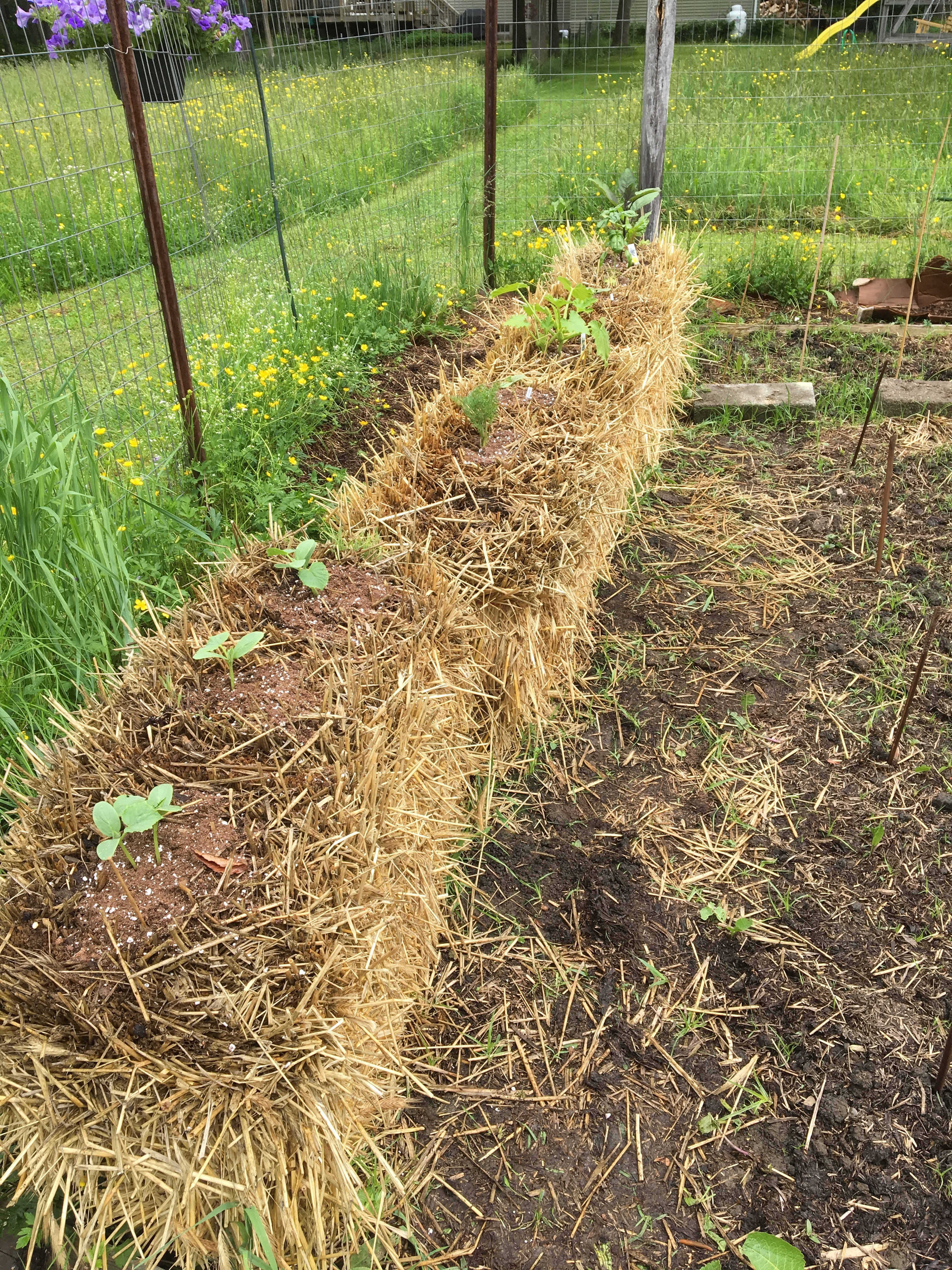 Straw Bale Gardening And My Happy Place
